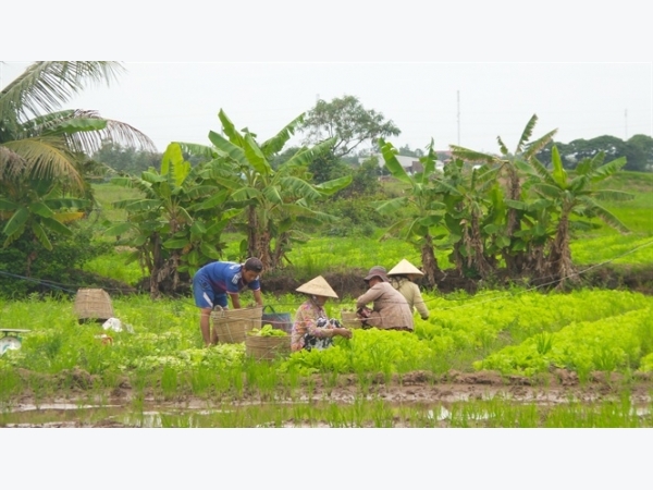 Hoa màu xuống ruộng, thu nhập tăng lên