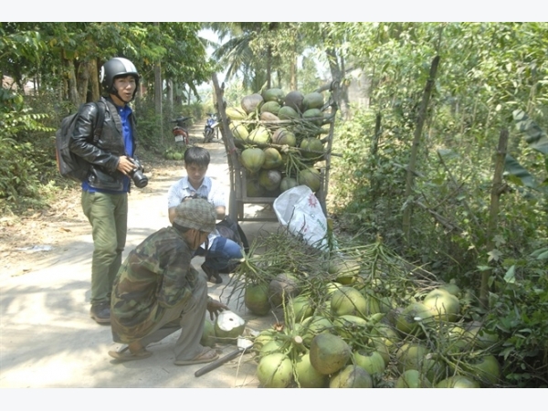 Dừa phải trở thành một trong những cây trồng chủ lực