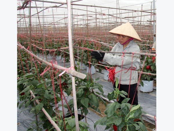 'Nông trường' chuyên canh rau, củ, quả chất lượng cao hiện đại nhất đất Cảng