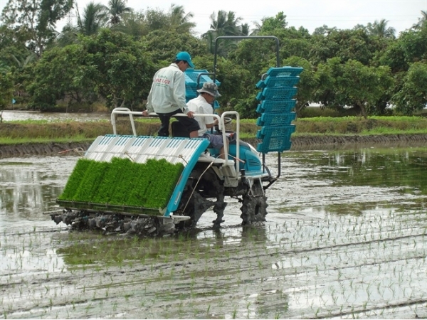 Chăm bón cho lúa cấy bằng máy