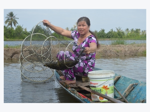 Tôm - lúa đạt chứng nhận VietGAP