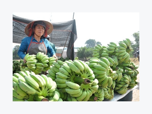 Nhà nông thủ đô mê trồng chuối chất lượng cao, chưa lo ế