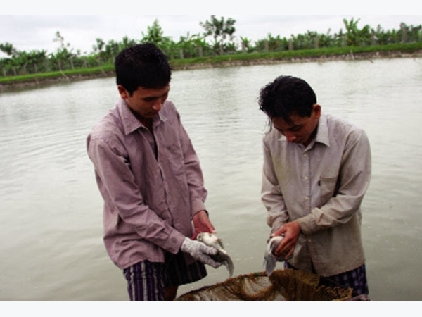 Quy chuẩn trong sản xuất giống và nuôi cá rô phi