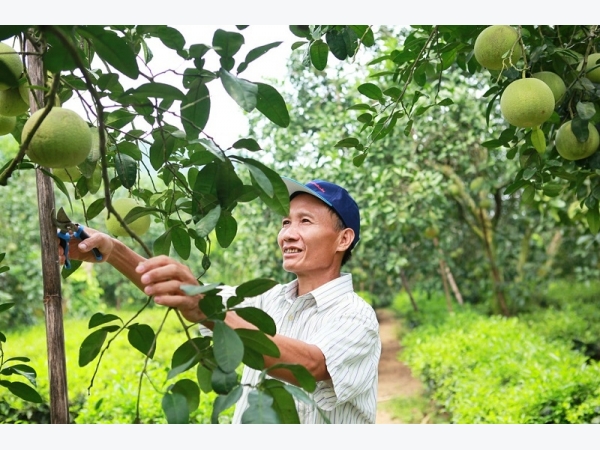 Những yếu tố tạo nên chất lượng hảo hạng của Bưởi Đoan Hùng