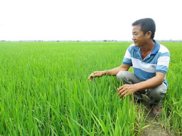 Lãi cao nhờ giống lúa tốt