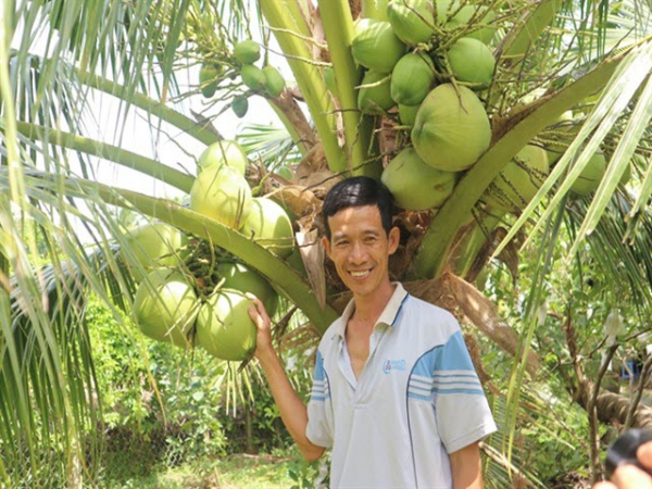 Dừa dứa dễ trồng, năng suất cao, không phải lo đầu ra