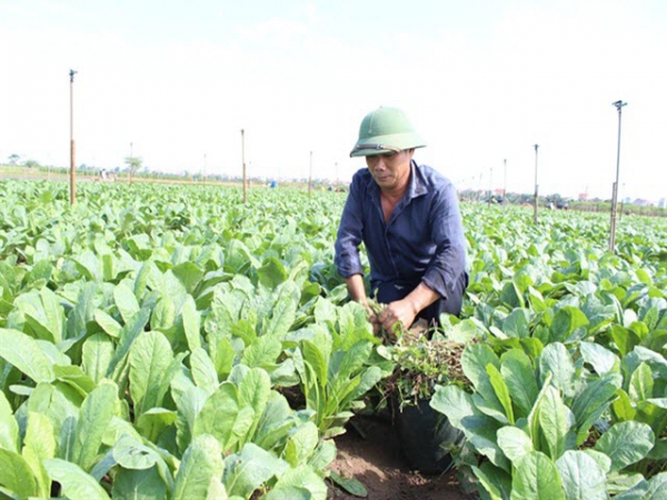 Hoàng Mai phát triển vùng chuyên canh rau thập tự