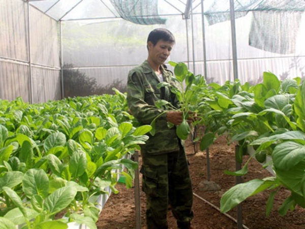 Vợ chồng trẻ bỏ phố về làng trồng rau thủy canh đầu tiên ở Phổ Yên