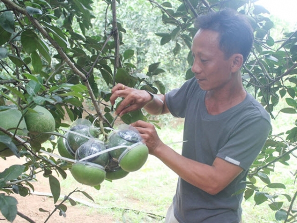 Bí quyết làm giàu: Trồng bưởi hồ lô ở Đồng Nai