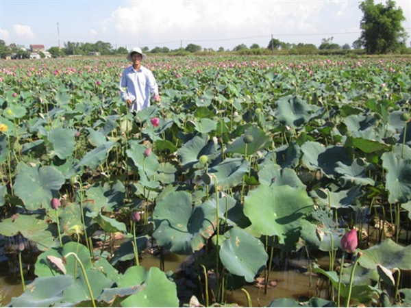 Thu lãi cao từ mô hình sen - cá