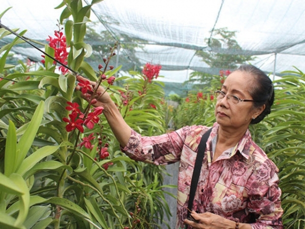 Trồng hoa lan giữa trung tâm thành phố