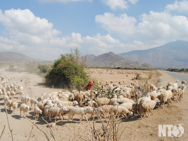 Kỹ thuật nuôi cừu Phan Rang