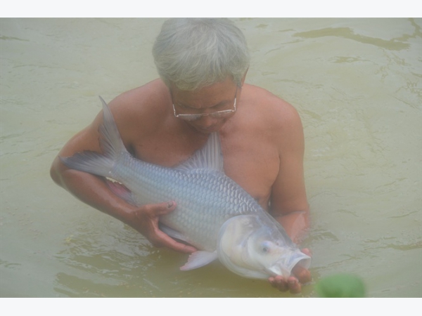 Nuôi cá hô trong ao đất