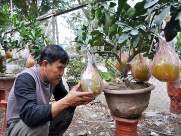 Phòng trừ sâu bệnh hại trên bưởi bonsai