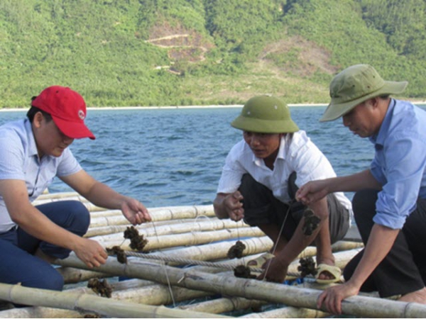 Nuôi hàu có thể làm giàu ở thị xã Kỳ Anh