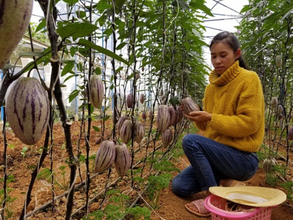 Trồng thành công dưa pepino tím tại Đà Lạt