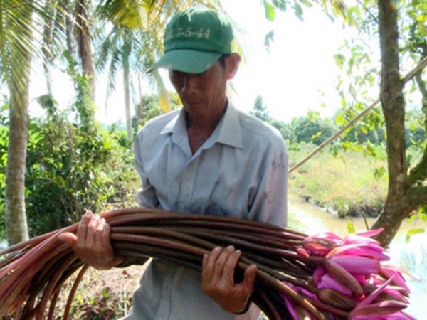 Trồng bông súng không lo lỗ vốn