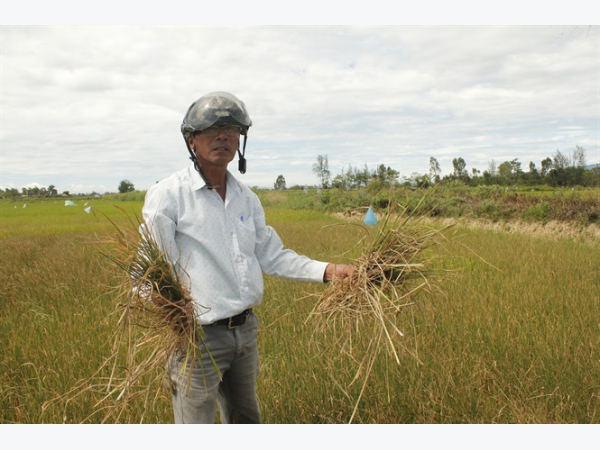 Quảng Nam huy động mọi nguồn lực khắc phục hạn, mặn