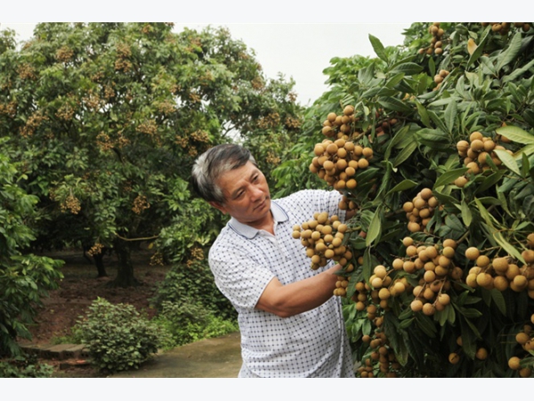 Hiệu quả thâm canh nhãn VietGAP