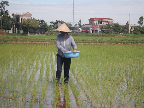 Lưu ý chăm sóc lúa vụ mùa sớm và đẩy nhanh tiến độ gieo cấy lúa mùa