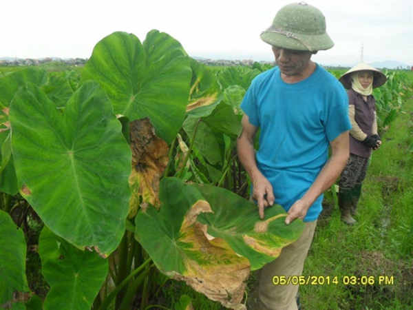 Bệnh thán thư hại khoai sọ