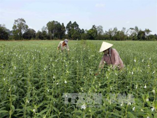 Kinh nghiệm trồng mè thay lúa xuân hè