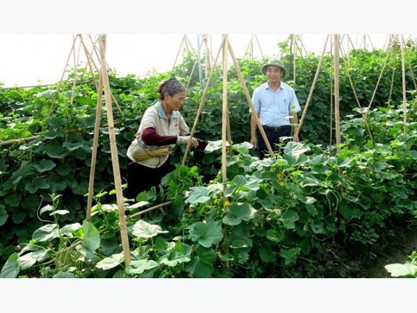 Đi đầu trồng rau hữu cơ ở Bắc Ninh