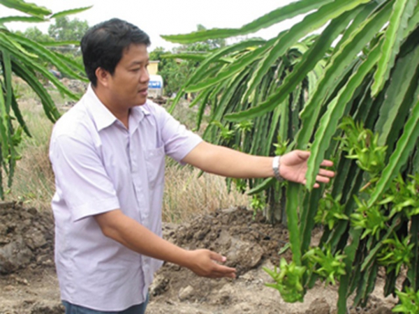 Tỷ phú thanh long ruột đỏ trên Đồng Tháp Mười