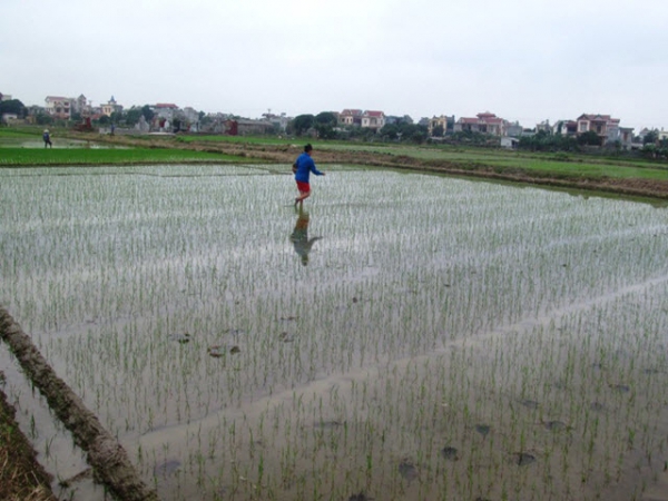 Một số biện pháp kỹ thuật để sản xuất lúa mùa hiệu quả