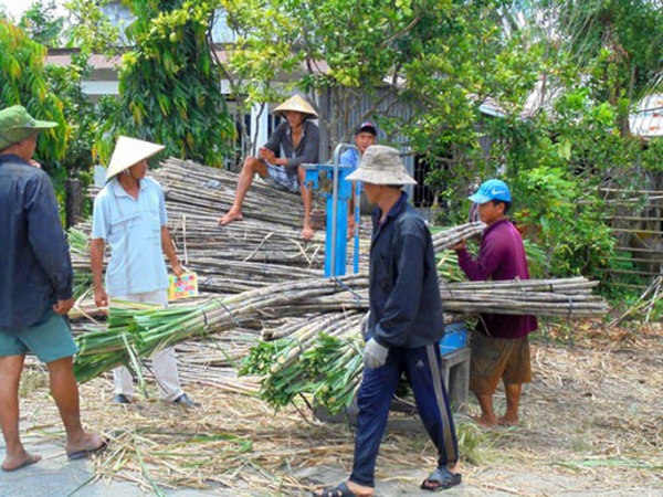 Ngành mía đường tụt dốc