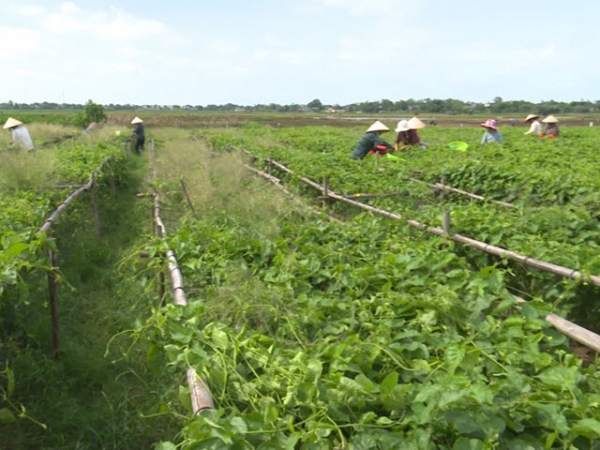 Thu nhập cao từ trồng hoa thiên lý