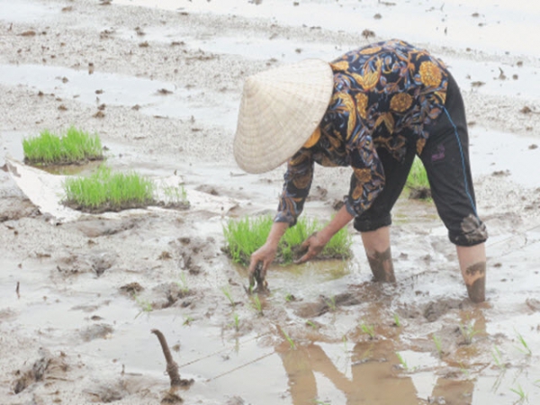 Chủ động phòng, chống bệnh lùn sọc đen trong vụ mùa