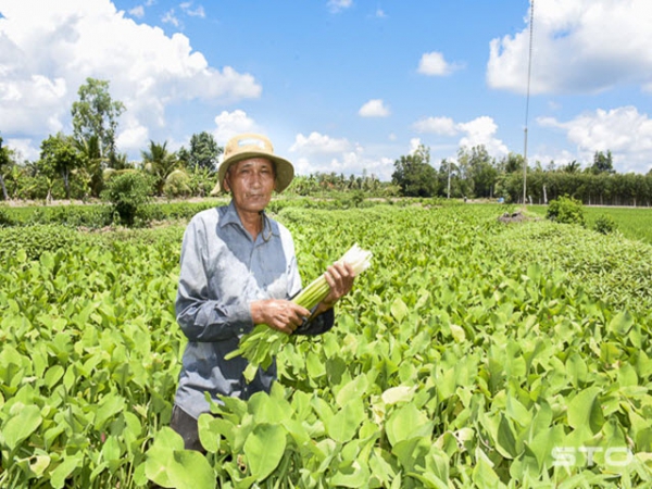 Trồng cù nèo nhẹ công chăm sóc, thu nhập ổn định