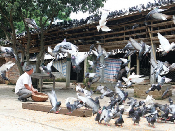 Bệnh giả lao trên chim bồ câu