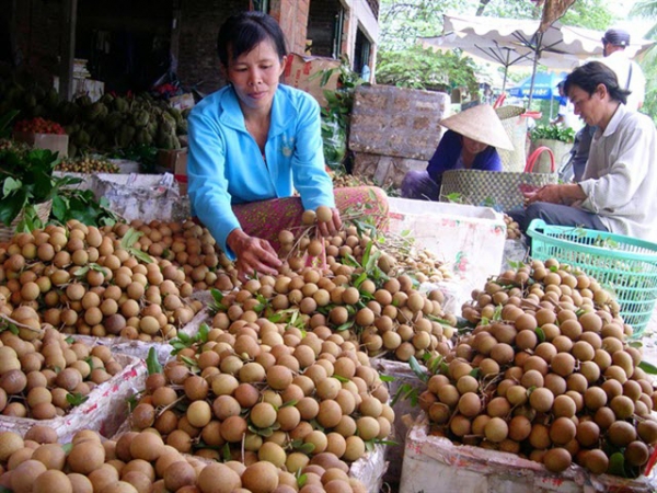 Nâng cao hiệu quả canh tác nhãn, xoài tại ĐBSCL