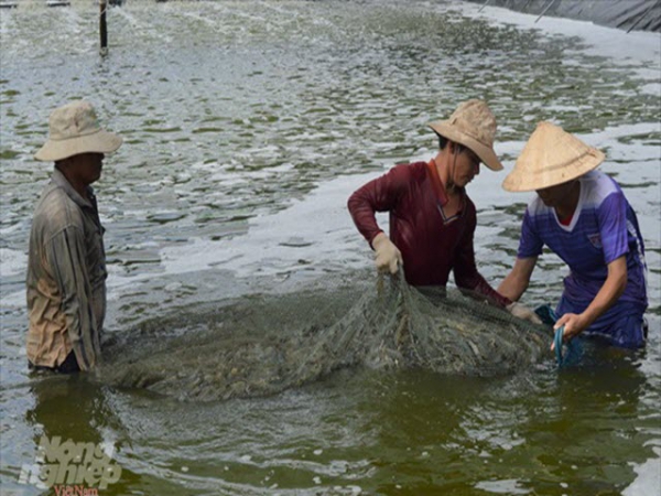 Nuôi trồng thủy sản thắng lớn tại Kiên Giang