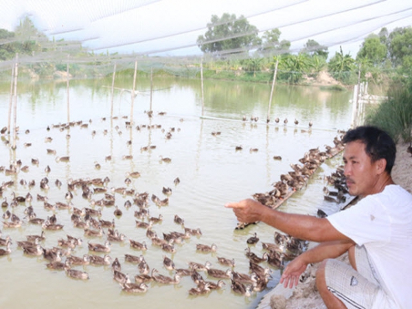 Khai hoang phục hóa nuôi vịt trời thu tiền tỷ