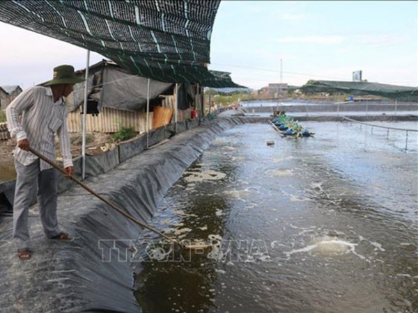 Hiệu quả từ mô hình chuyển đổi từ ruộng muối sang nuôi tôm