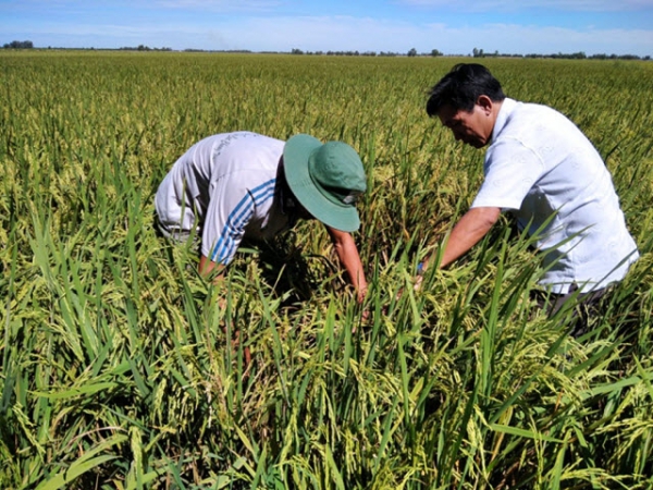 Sâu bệnh hại lúa Japonica vụ mùa 2020