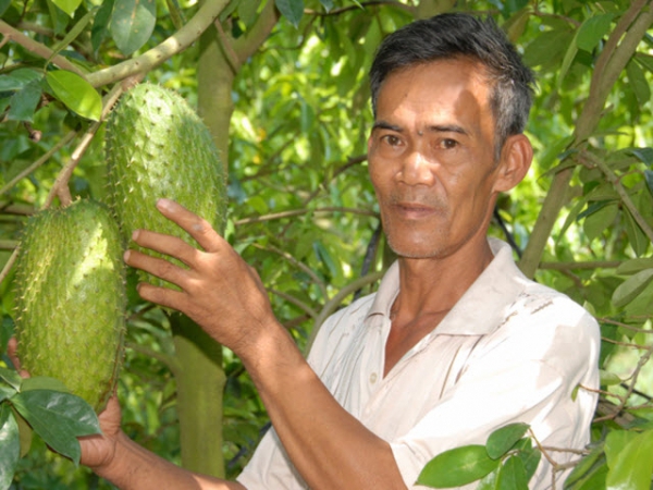 Mãng cầu xiêm, cây làm giàu cho nông dân Hậu Giang