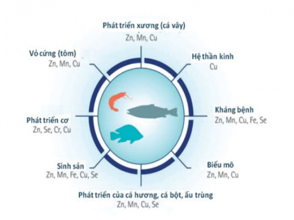 Nguồn khoáng vi lượng trong thức ăn thủy sản