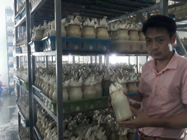 Trồng nấm đùi gà công nghệ cao, giá bán 150.000 đồng/kg