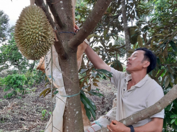 Lão nông 'biến' vườn sầu riêng thường thành sầu riêng Thái