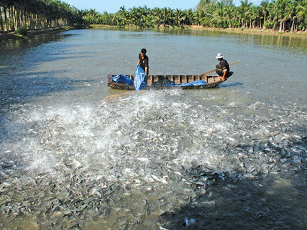 Giải bài toán nguyên liệu thức ăn thủy sản