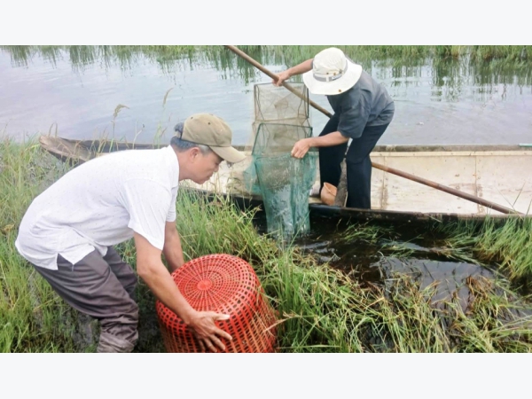 Nuôi tôm trên ruộng lúa nhiễm mặn