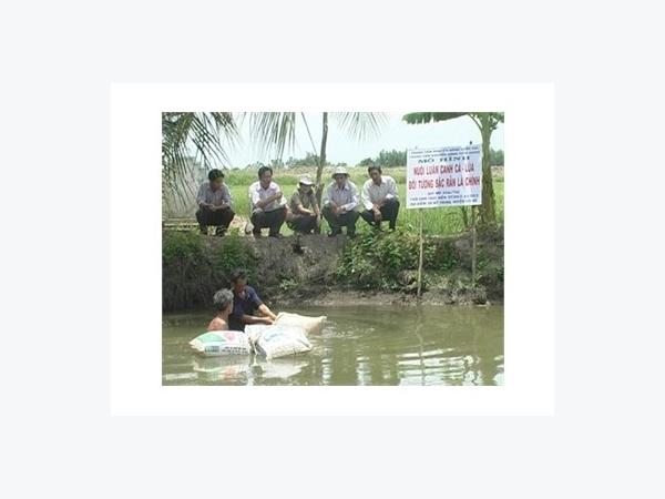 Mô Hình Nuôi Luân Canh Cá - Lúa Ở Tiền Giang