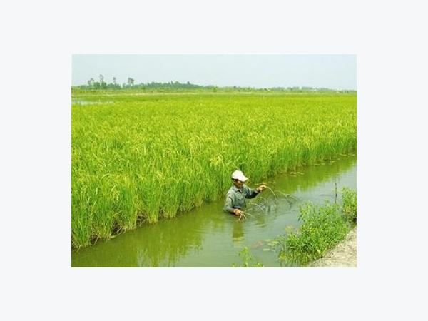 Chuẩn Bị Trên 1.700 Ha Mạ Cho Vụ Lúa - Tôm