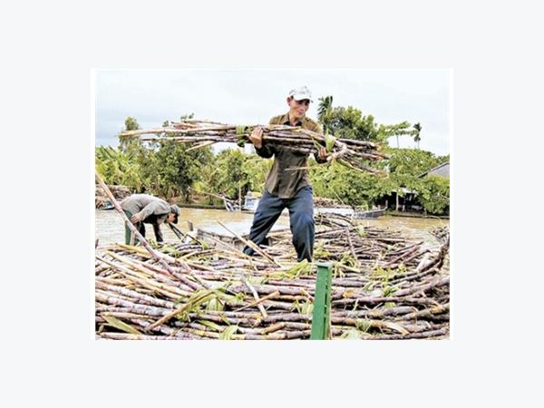 Gỡ Khó Cho Ngành Mía Đường