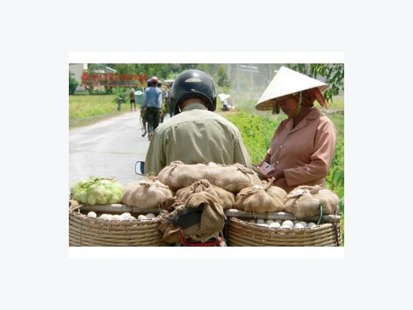 Chăn Nuôi Vịt Tại Tân Châu (An Giang)