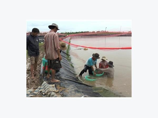 Quy Trình Nuôi Tôm Công Nghiệp Khép Kín